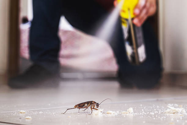 Best Wasp Removal Services  in Clifton, IL